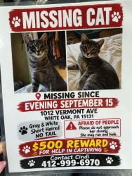 Lost Female Cat last seen Vermont and Capitol, White Oak, PA 15131