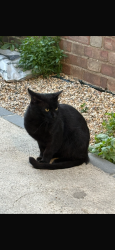 Lost Male Cat last seen Bentworth Road, Greater London, England W12 7AE