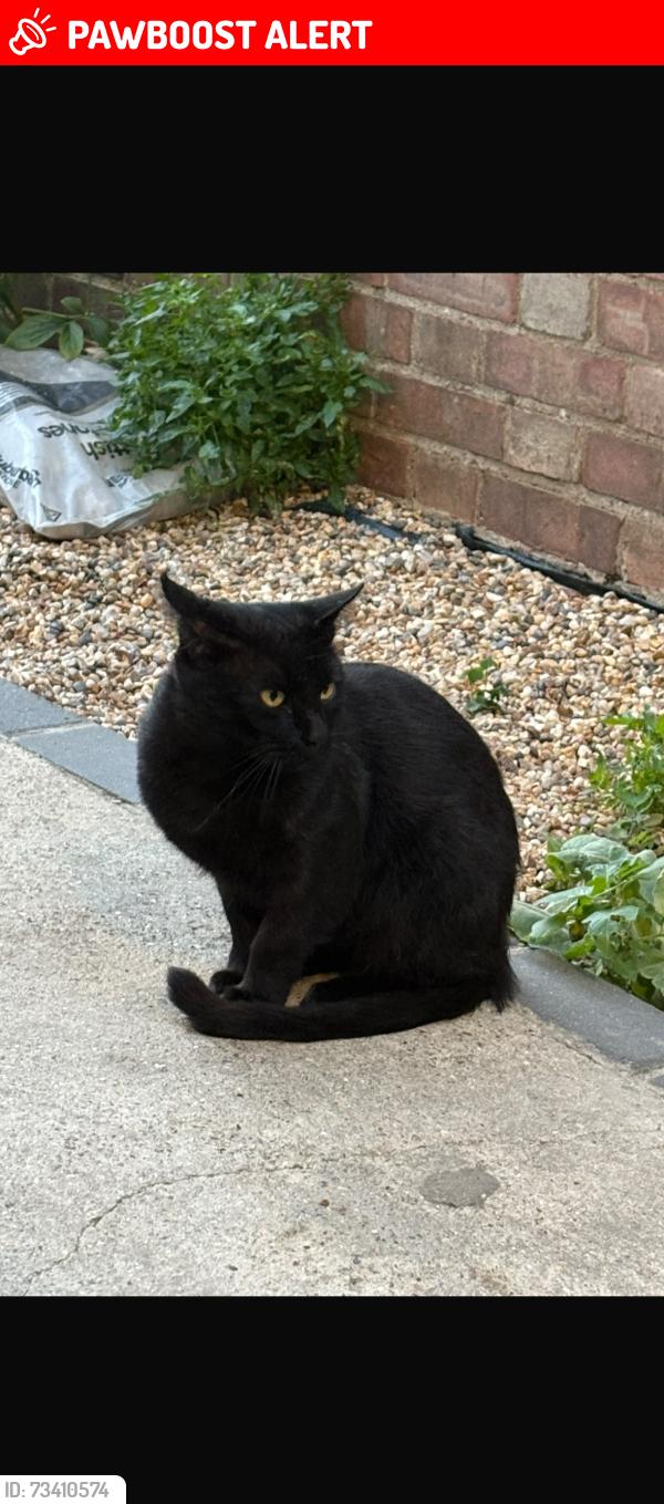 Lost Male Cat last seen Bentworth Road, Greater London, England W12 7AE