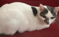 Lost Female Cat last seen Scudder Ave, Northport Library, Northport, NY 11768