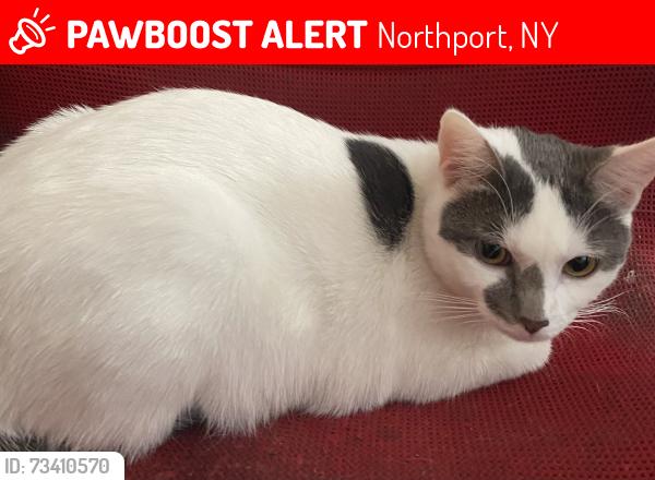Lost Female Cat last seen Scudder Ave, Northport Library, Northport, NY 11768