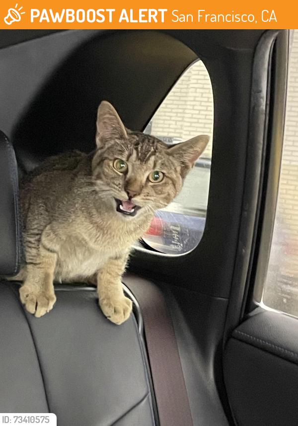 Found/Stray Female Cat last seen parking lot of scraps, San Francisco, CA 94124