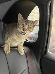 Found/Stray Female Cat last seen parking lot of scraps, San Francisco, CA 94124