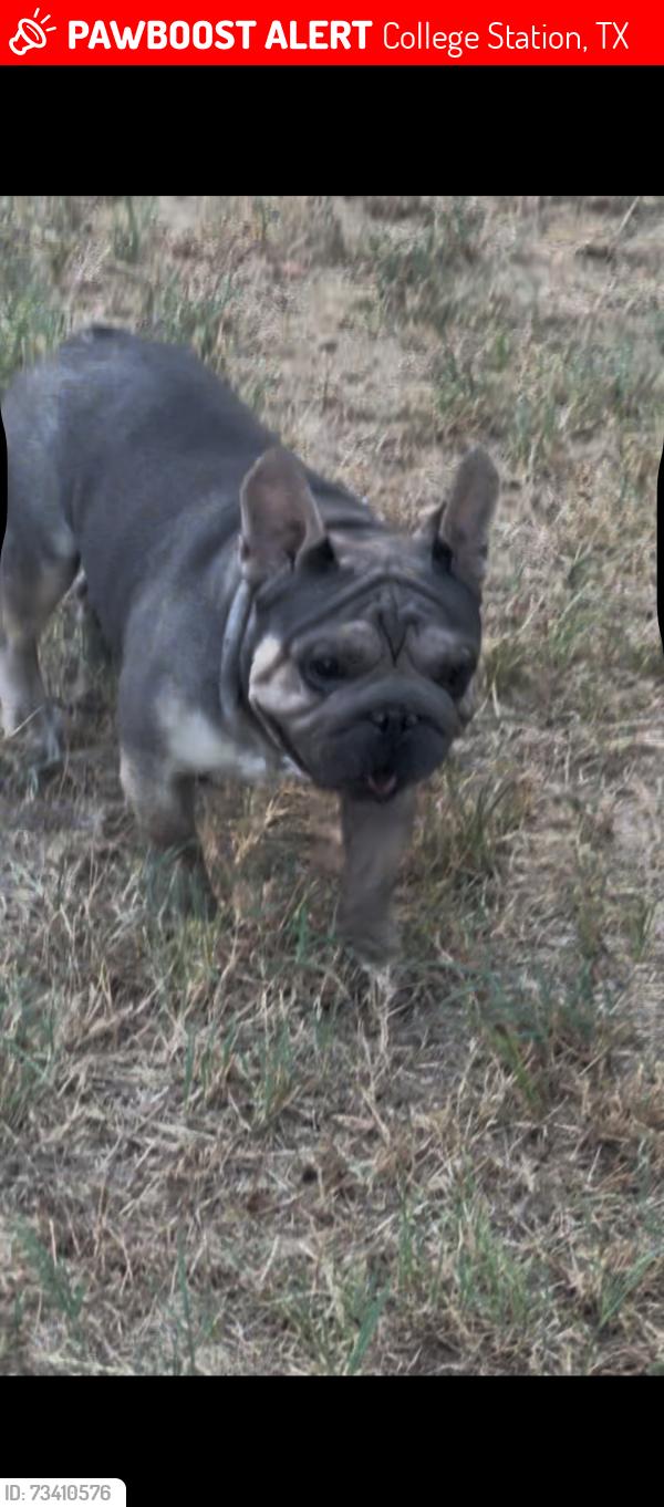 Lost Male Dog last seen navarro road, College Station, TX 77845