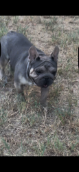 Lost Male Dog last seen navarro road, College Station, TX 77845