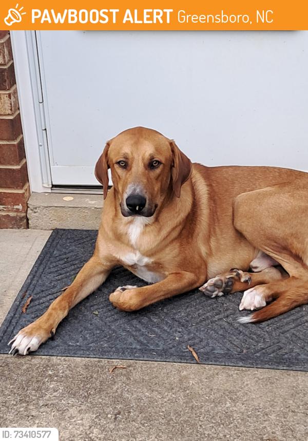 Found/Stray Male Dog last seen Youngs Mill and Millpoint, Greensboro, NC 27401