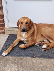Found/Stray Male Dog last seen Youngs Mill and Millpoint, Greensboro, NC 27401