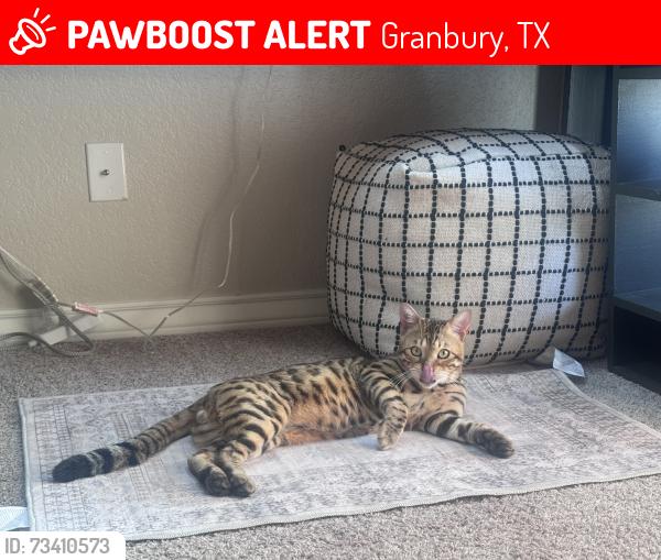Lost Male Cat last seen Bob white and Rhea Road, Granbury, TX 76049