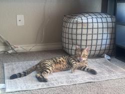 Lost Male Cat last seen Bob white and Rhea Road, Granbury, TX 76049