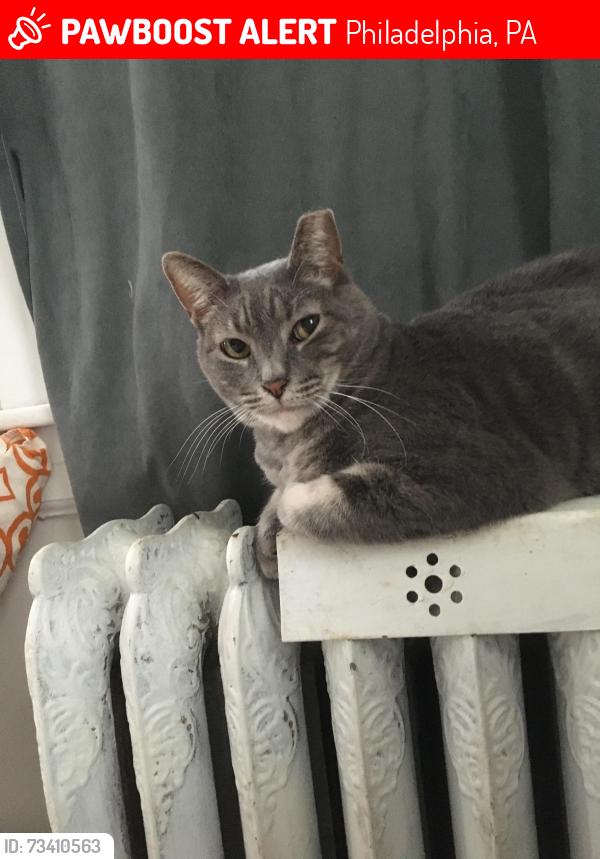 Lost Female Cat last seen Greys ferry ave & Paschall Ave, Philadelphia, PA 19143