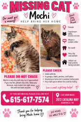 Lost Female Cat last seen My hse, Nolensville, TN 37135