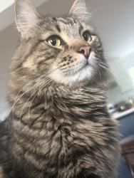 Lost Male Cat last seen Near Ruby st New Haven, New Haven, CT 06515