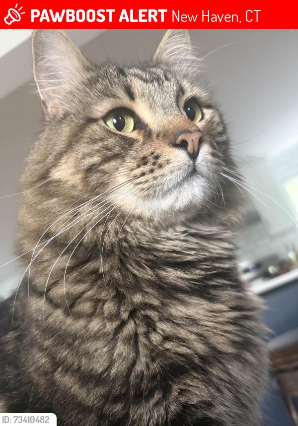 Lost Male Cat last seen Near Ruby st New Haven, New Haven, CT 06515