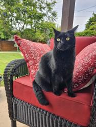 Lost Male Cat last seen Last seen on Stratford Drive in Encinitas, nearest cross streets are Requeza Street and Melba Road, Encinitas, CA 92024