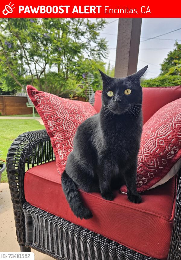 Lost Male Cat last seen Last seen on Stratford Drive in Encinitas, nearest cross streets are Requeza Street and Melba Road, Encinitas, CA 92024