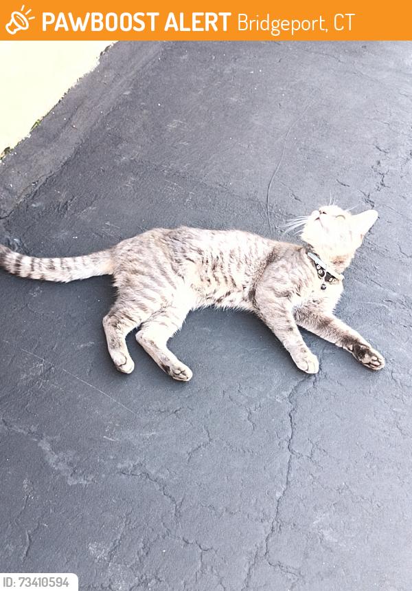 Found/Stray Male Cat last seen King St, Bridgeport, CT 06605