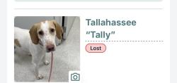 Lost Female Dog last seen Heinen’s, Willoughby Hills, OH 44094