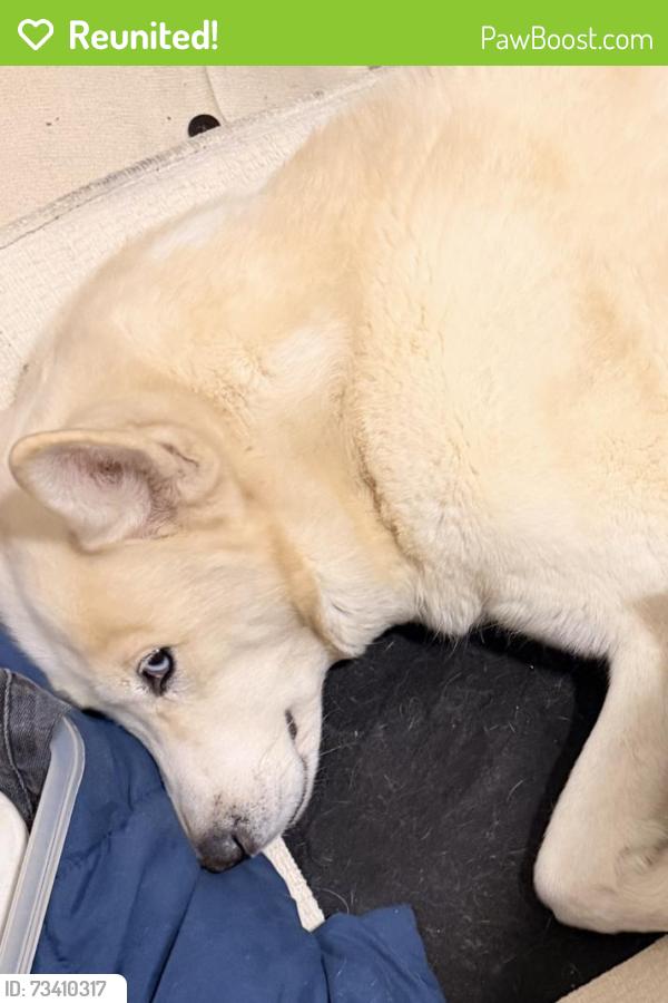 Reunited Female Dog last seen West Chester pike, Upper Darby Township, PA 19082