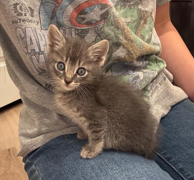 Shelter Stray Male Cat last seen Bexar County, 3353 Morningside Dr, New Braunfels, TX 78132, USA