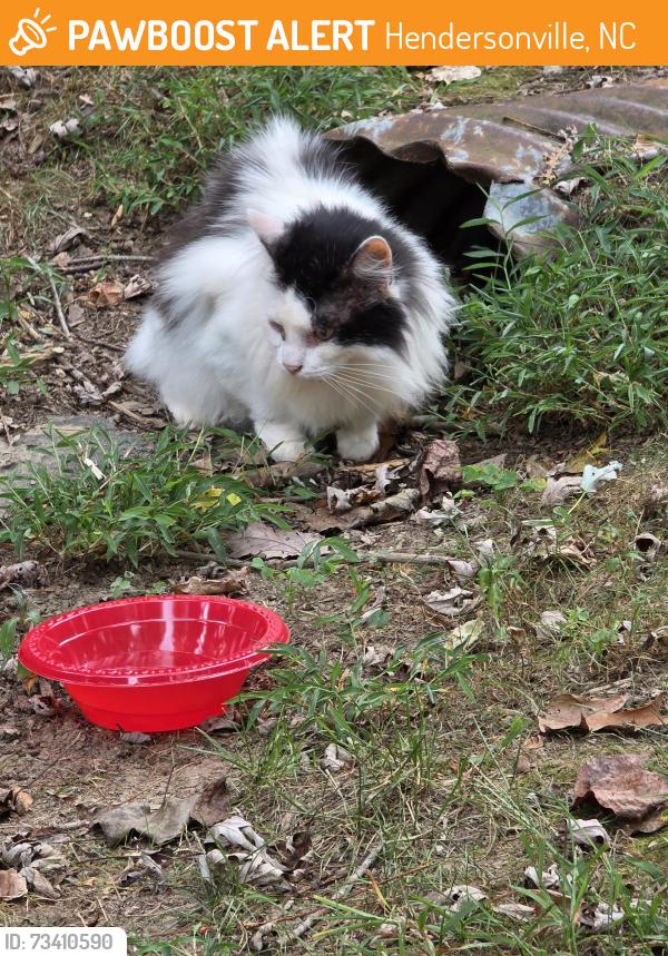 Found/Stray Unknown Cat last seen Long john mountain road, Hendersonville, NC 28791