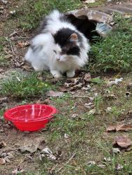 Found/Stray Unknown Cat last seen Long john mountain road, Hendersonville, NC 28791