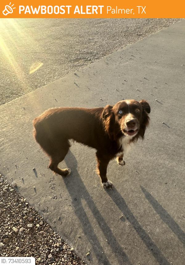 Found/Stray Female Dog last seen Exit 258 in Palmer, Palmer, TX 75152