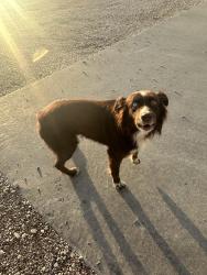 Found/Stray Female Dog last seen Exit 258 in Palmer, Palmer, TX 75152