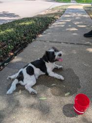 Found/Stray Male Dog last seen Willow Crossing Dr, Houston, TX 77064