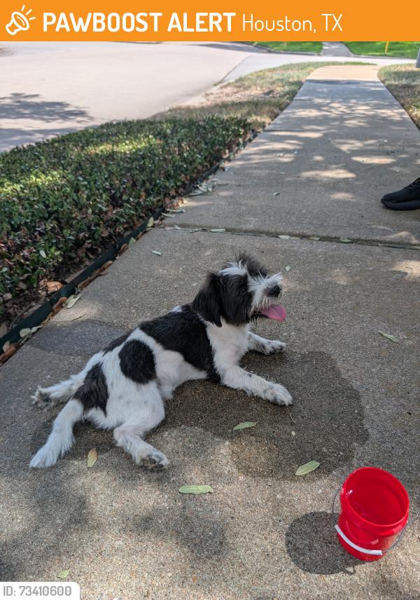 Found/Stray Male Dog last seen Willow Crossing Dr, Houston, TX 77064