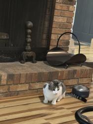 Reunited Male Cat last seen Osceola Lake, Hendersonville, NC 28739