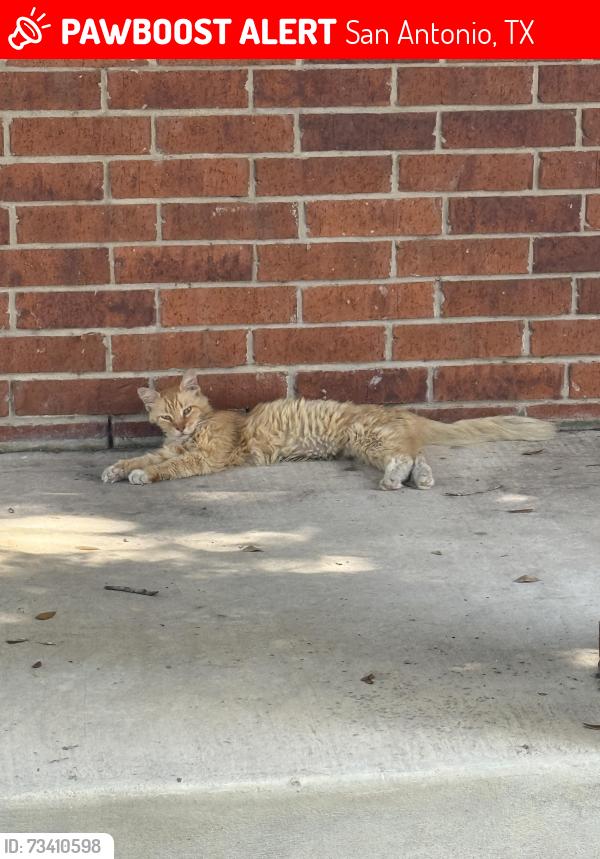 Lost Female Cat last seen Butterfly bay and shady meadows, San Antonio, TX 78245
