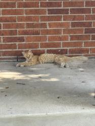 Lost Female Cat last seen Butterfly bay and shady meadows, San Antonio, TX 78245