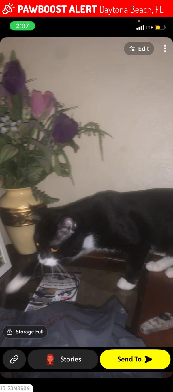Lost Male Cat last seen Derbyshire, Daytona Beach, FL 32117