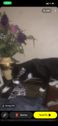 Lost Male Cat last seen Derbyshire, Daytona Beach, FL 32117