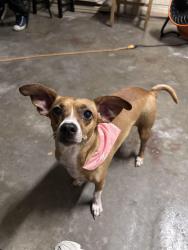 Lost Female Dog last seen Near Rector ave, Fort Worth, TX 76133
