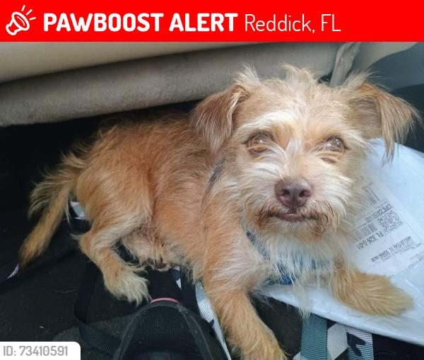 Lost Male Dog last seen Near Nw Gainesville Road ke ddick FL 32686, Reddick, FL 32686