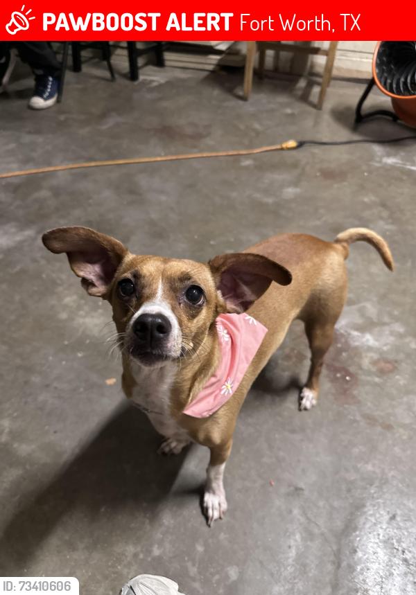 Lost Female Dog last seen Near Rector ave, Fort Worth, TX 76133