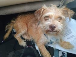 Lost Male Dog last seen Near Nw Gainesville Road ke ddick FL 32686, Reddick, FL 32686