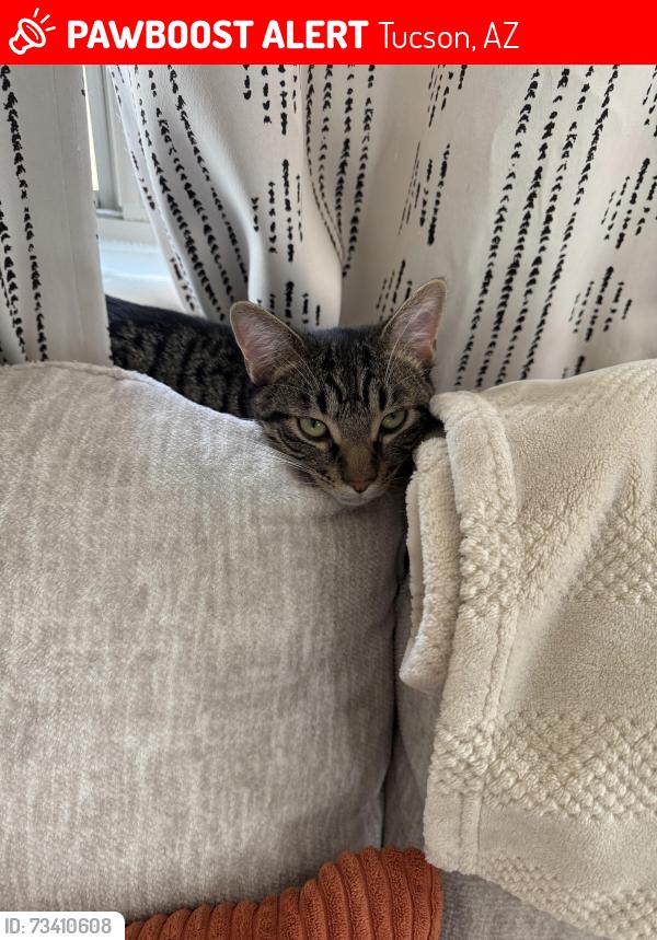Lost Male Cat last seen E Jumping Cholla, S Houghton, Tucson, AZ 85747