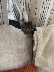 Lost Male Cat last seen E Jumping Cholla, S Houghton, Tucson, AZ 85747