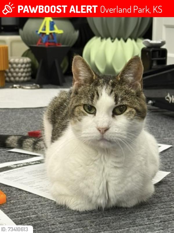 Lost Female Cat last seen Ballentine at Melrose, Overland Park, KS 66214