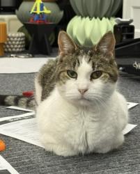 Lost Female Cat last seen Ballentine at Melrose, Overland Park, KS 66214