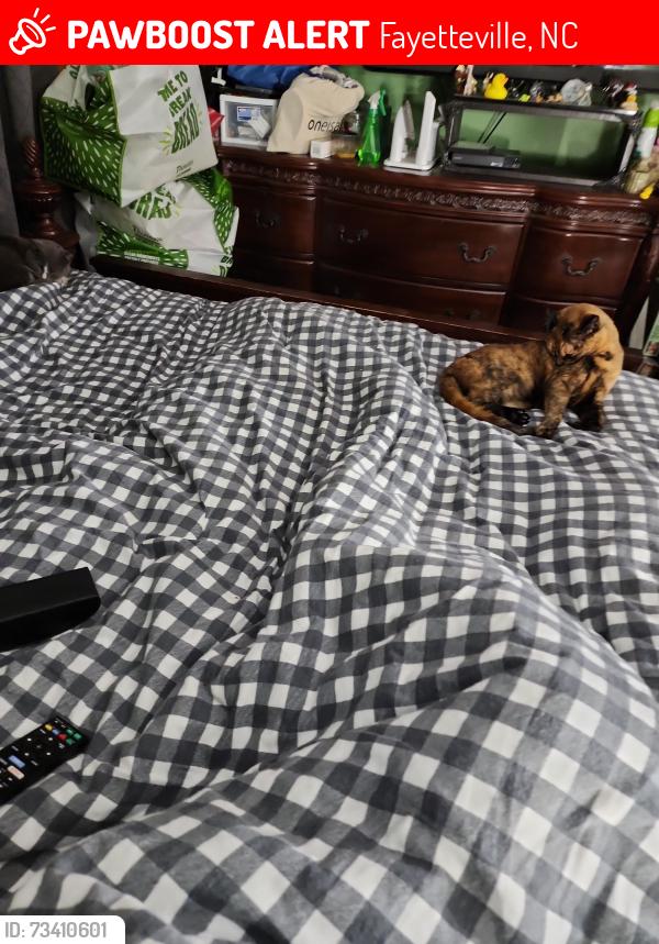 Lost Female Cat last seen Hickorywood, Fayetteville, NC 28314