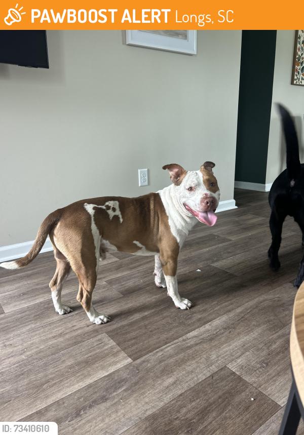 Found/Stray Male Dog last seen Birchwood neighborhood, Longs, SC, Longs, SC 29568