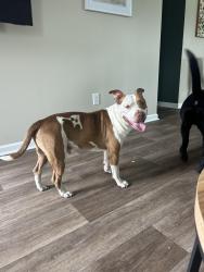 Found/Stray Male Dog last seen Birchwood neighborhood, Longs, SC, Longs, SC 29568