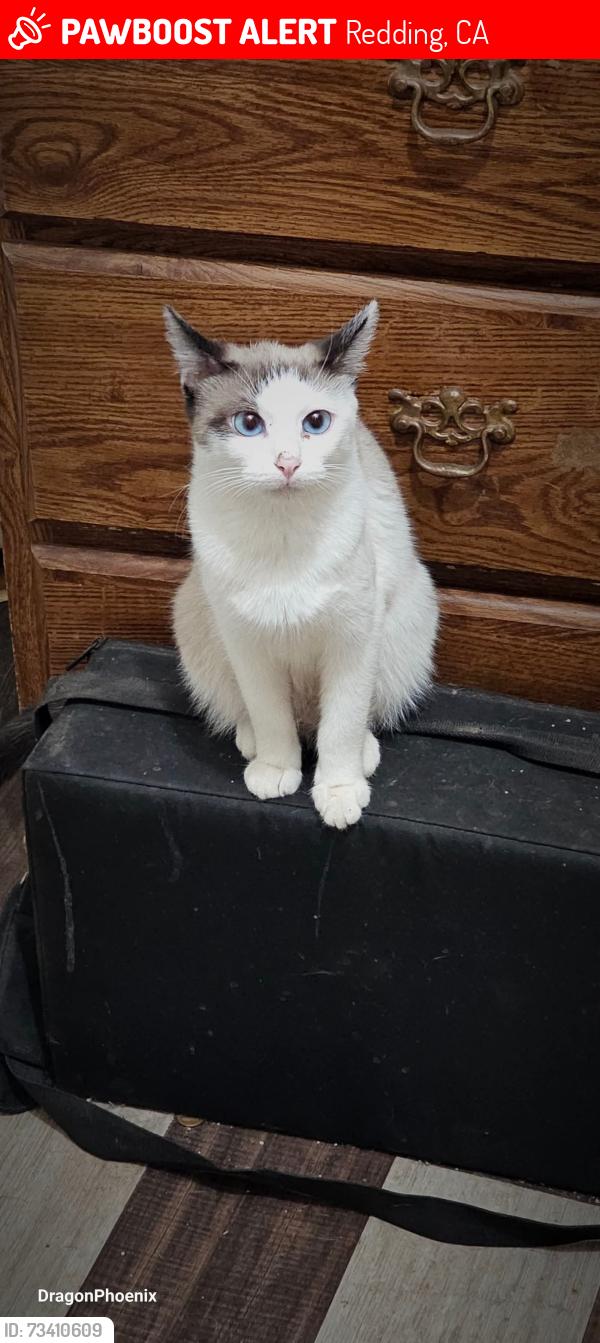 Lost Female Cat last seen Koloa Ln heading south, Redding, CA 96003