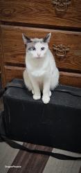 Lost Female Cat last seen Koloa Ln heading south, Redding, CA 96003