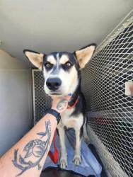 Shelter Stray Male Dog last seen Near BLOCK SNOW RD, BAKERSFIELD CA 93314, 3951 Fruitvale Ave, Bakersfield, CA 93308, USA