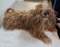 Shelter Stray Male Dog last seen Near BLOCK PRITCHARD RD, 2020 Forest St, Jacksonville, FL 32204, USA