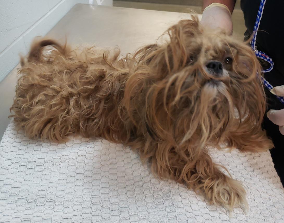 Shelter Stray Male Dog last seen Near BLOCK PRITCHARD RD, 2020 Forest St, Jacksonville, FL 32204, USA